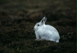 Mountain Hare